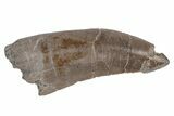 Rare, Serrated, Megalosaurid (Marshosaurus) Tooth - Colorado #218314-1